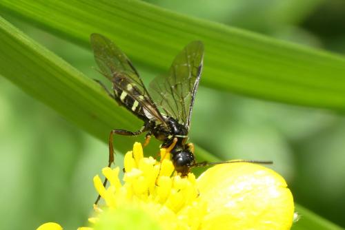 Réf. 256 925 : Cephus pygmaeus